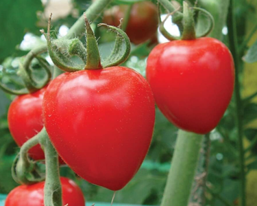 Tomatoberry Garden Hybrid Tomato Seeds